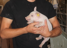 Operations manager with piglet