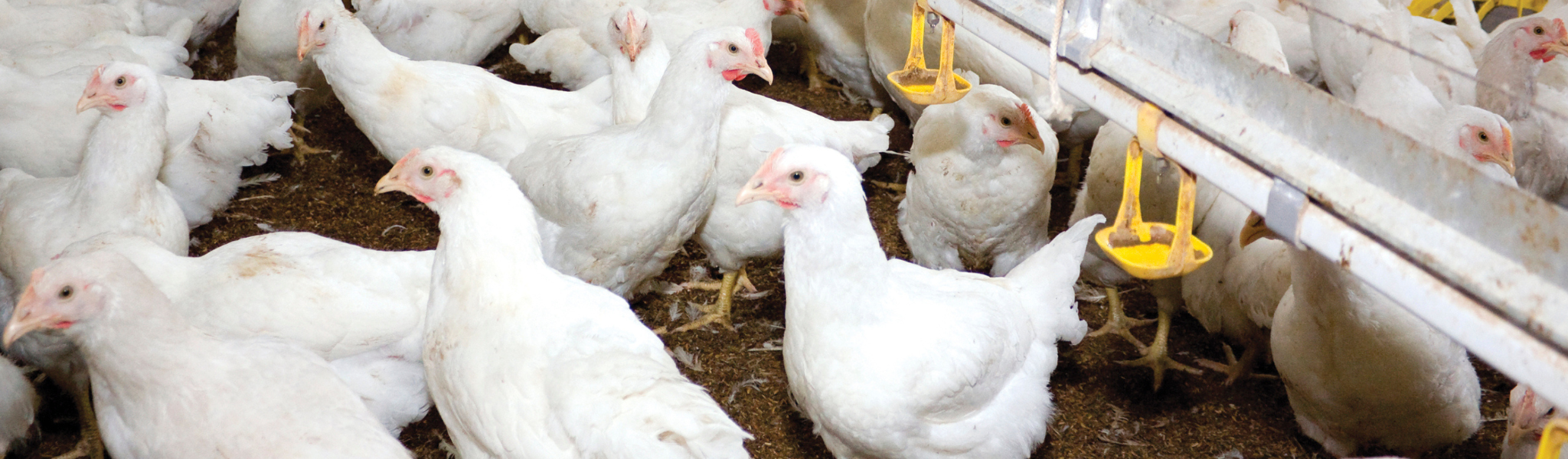 Hens_cover